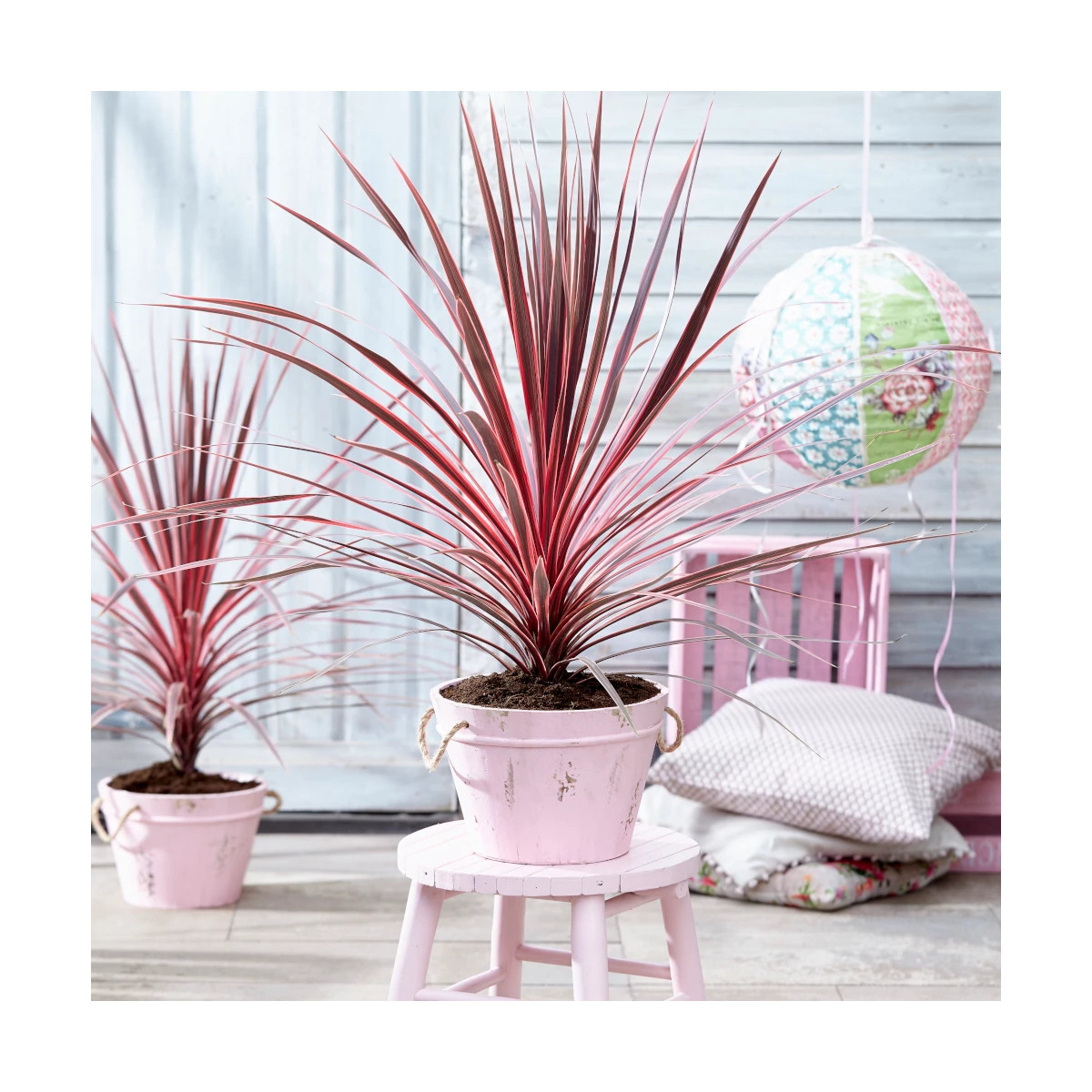 Cordyline australe Charly Boy