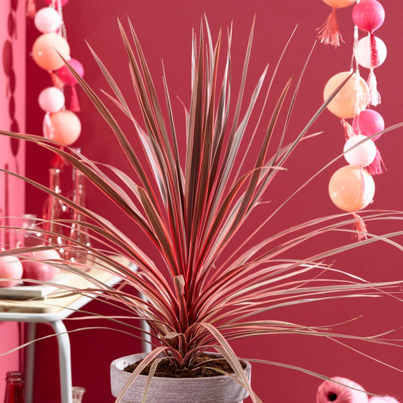 Cordyline australe Charly Boy