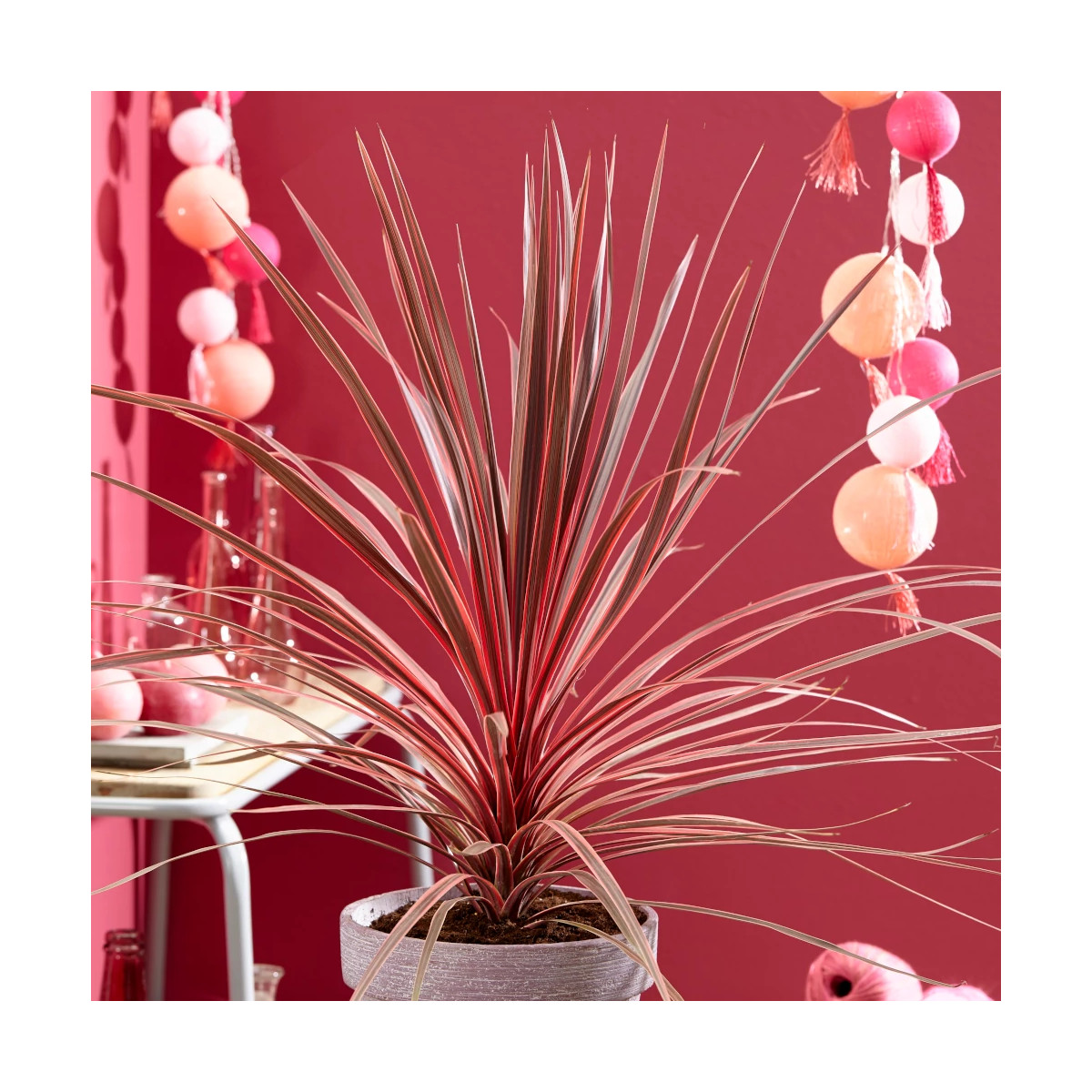 Cordyline australe Charly Boy