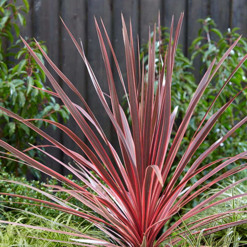 Cordyline australe Charly Boy