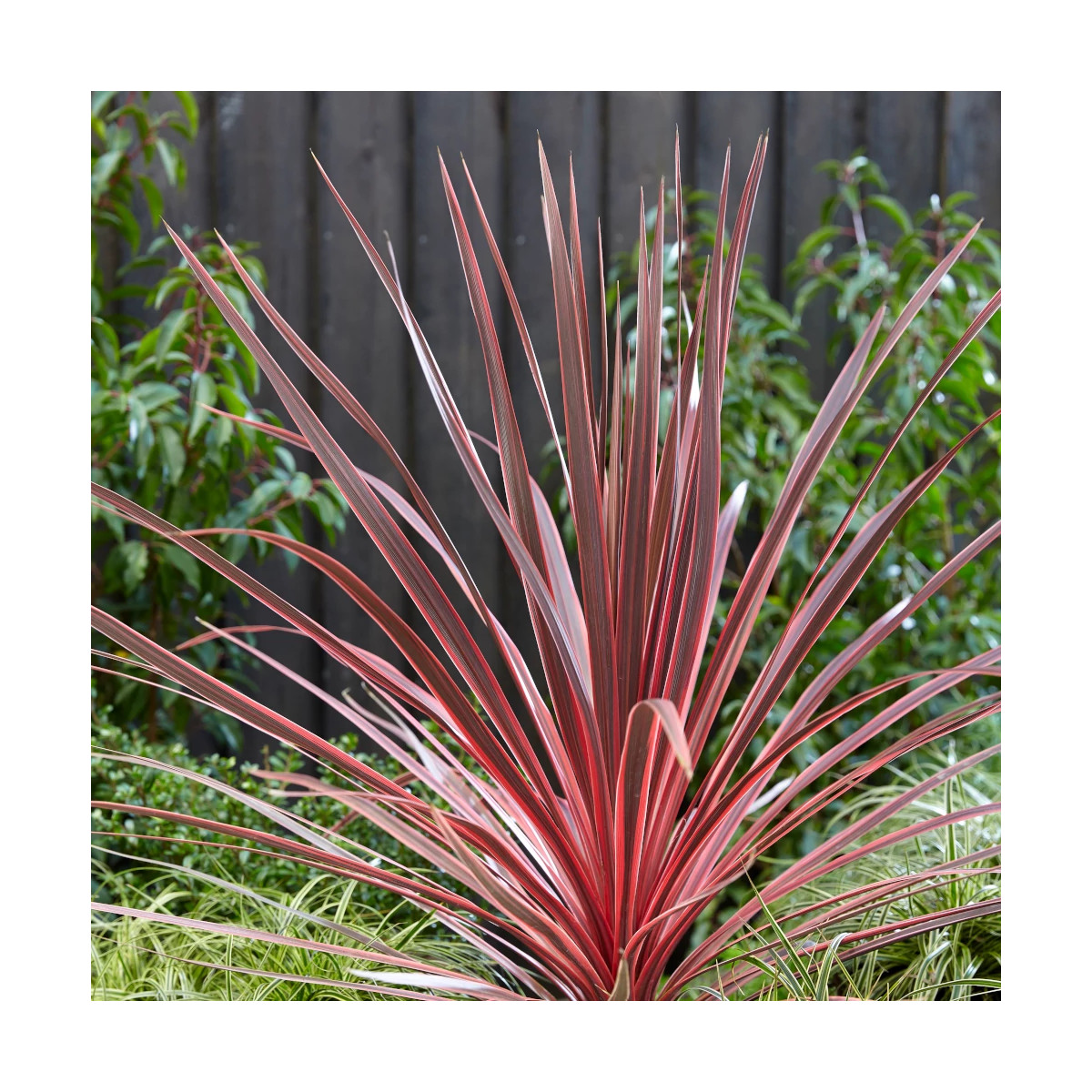 Cordyline australe Charly Boy