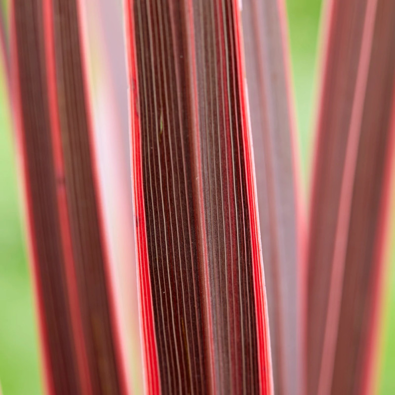 Cordyline australe Charly Boy