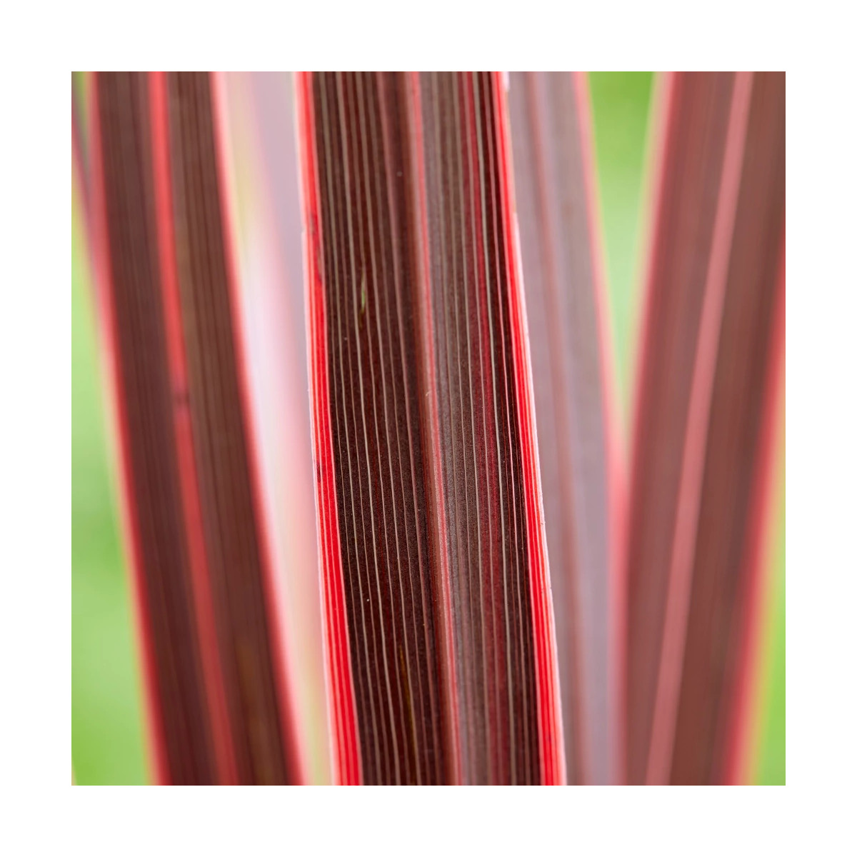 Cordyline australe Charly Boy