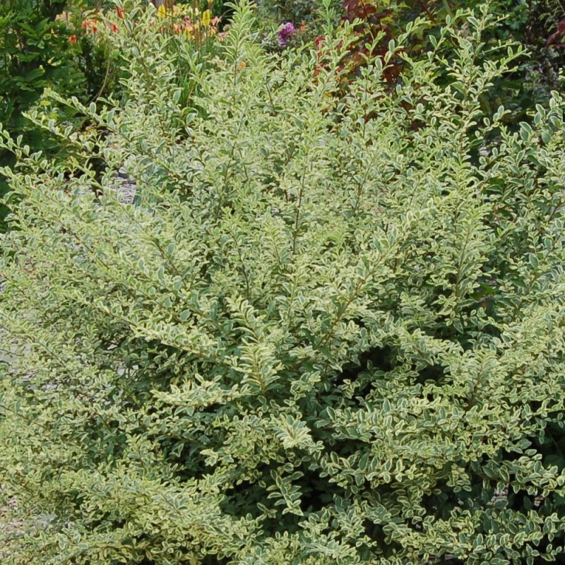 Troène Musli® 'Muster' - SILENCE, ça pousse !, Ligustrum