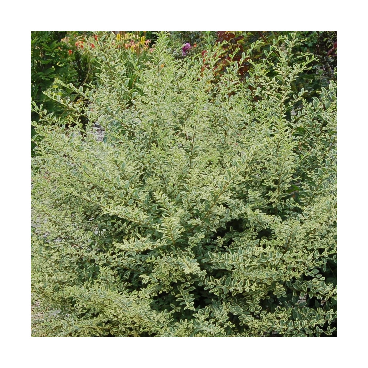 Troène Musli® 'Muster' - SILENCE, ça pousse !, Ligustrum