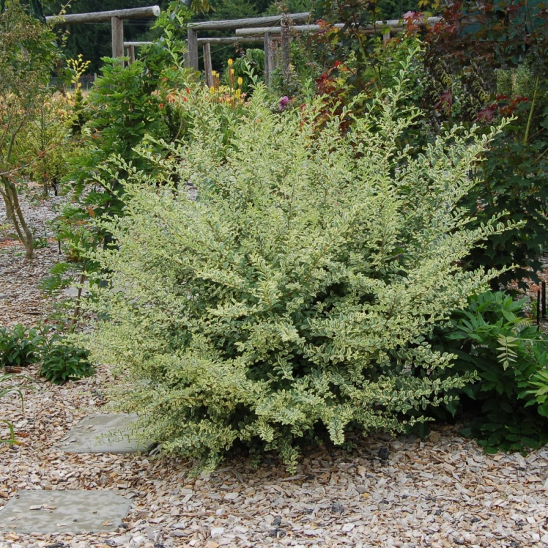 Troène Musli® 'Muster' - SILENCE, ça pousse !, Ligustrum