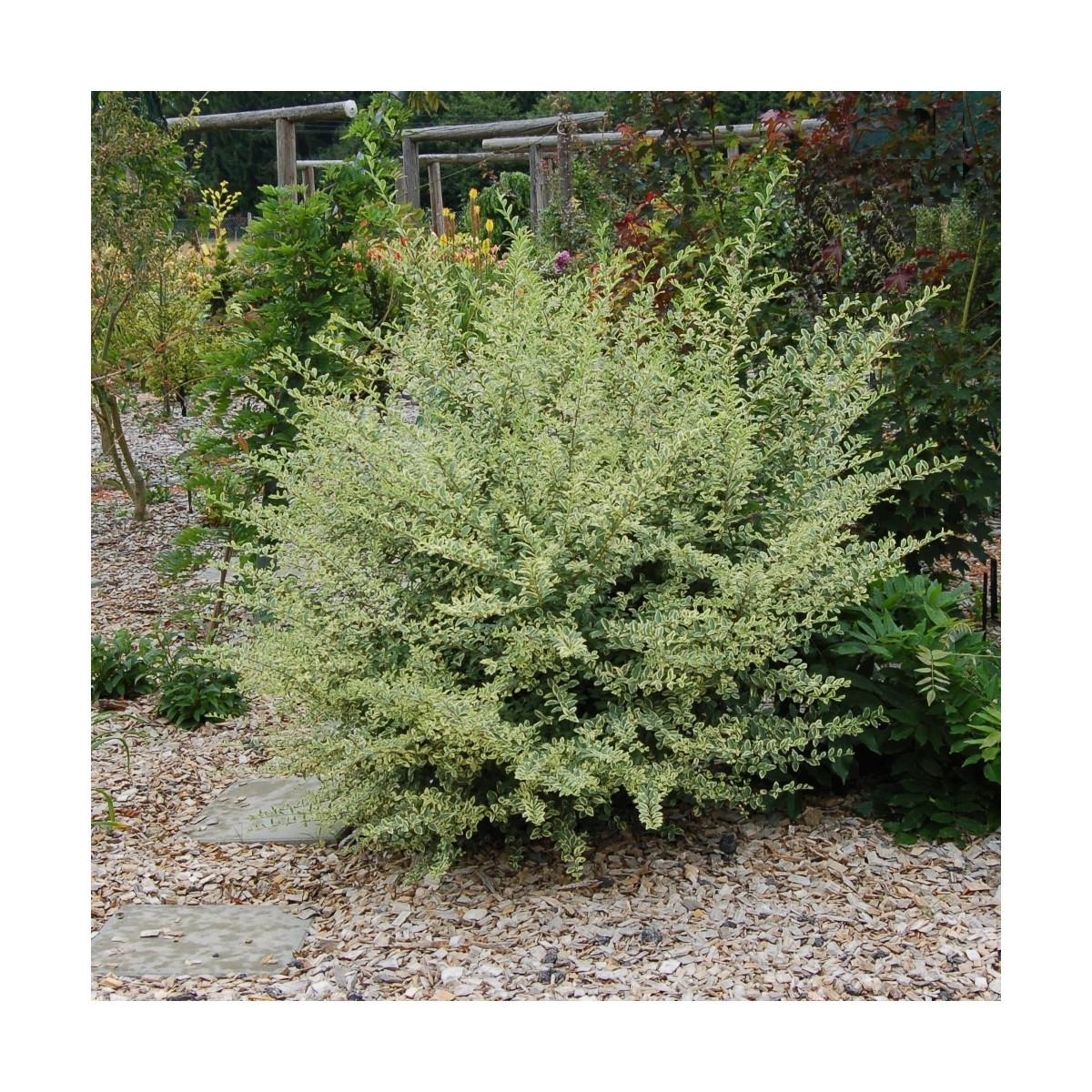 Troène Musli® 'Muster' - SILENCE, ça pousse !, Ligustrum