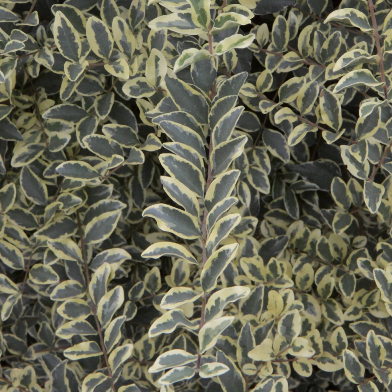 Troène Musli® 'Muster' - SILENCE, ça pousse !, Ligustrum