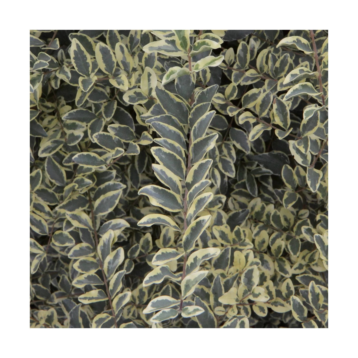 Troène Musli® 'Muster' - SILENCE, ça pousse !, Ligustrum