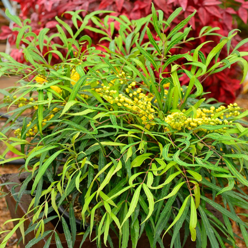 Mahonia à feuilles de houx Sweet Winter