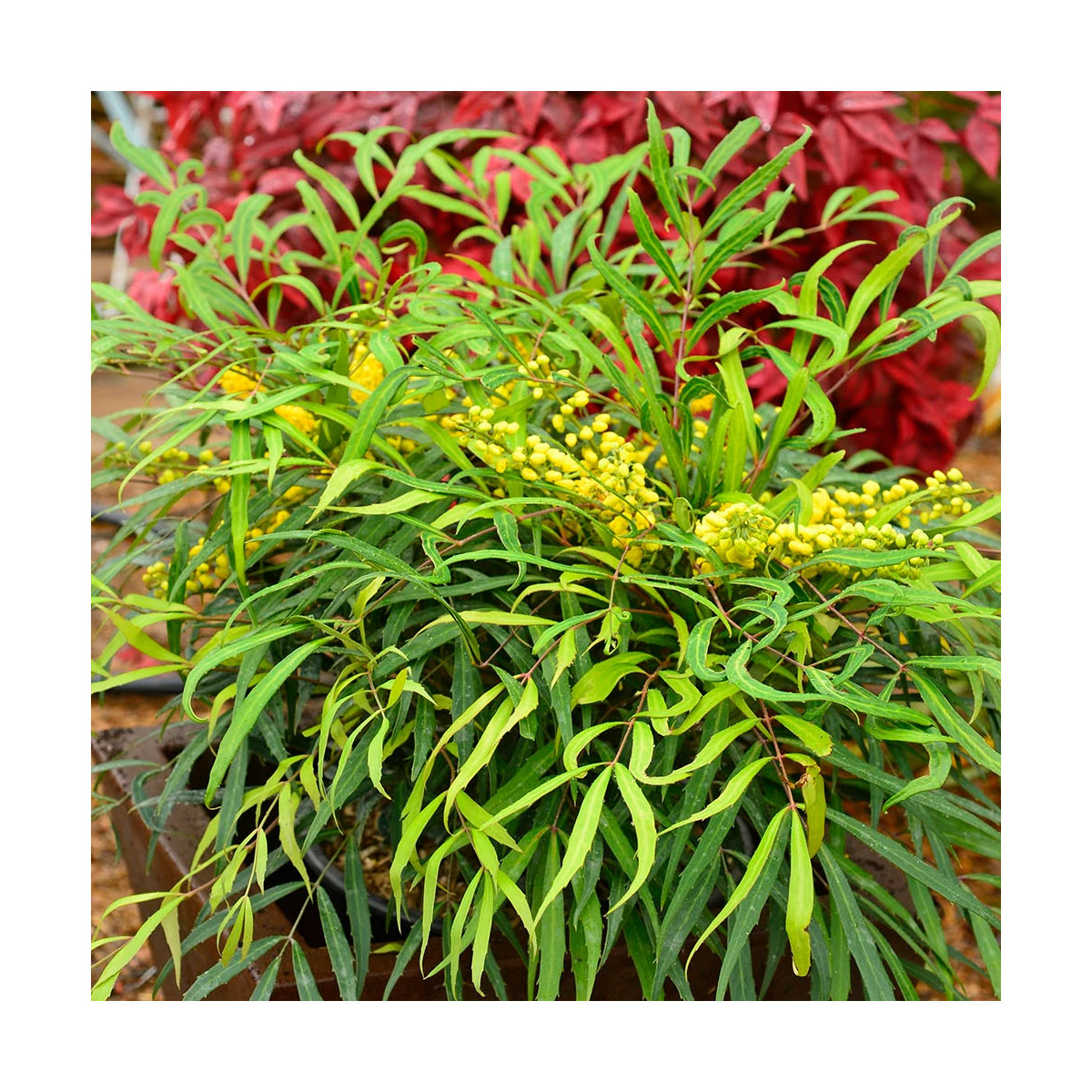 Mahonia à feuilles de houx Sweet Winter