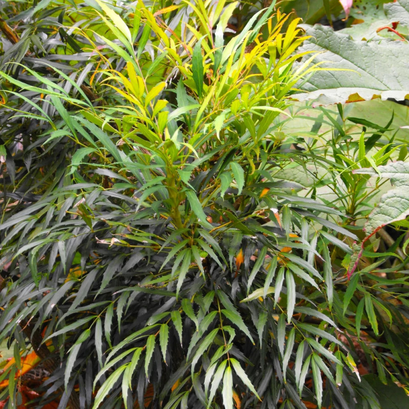 Mahonia à feuilles de houx Sweet Winter