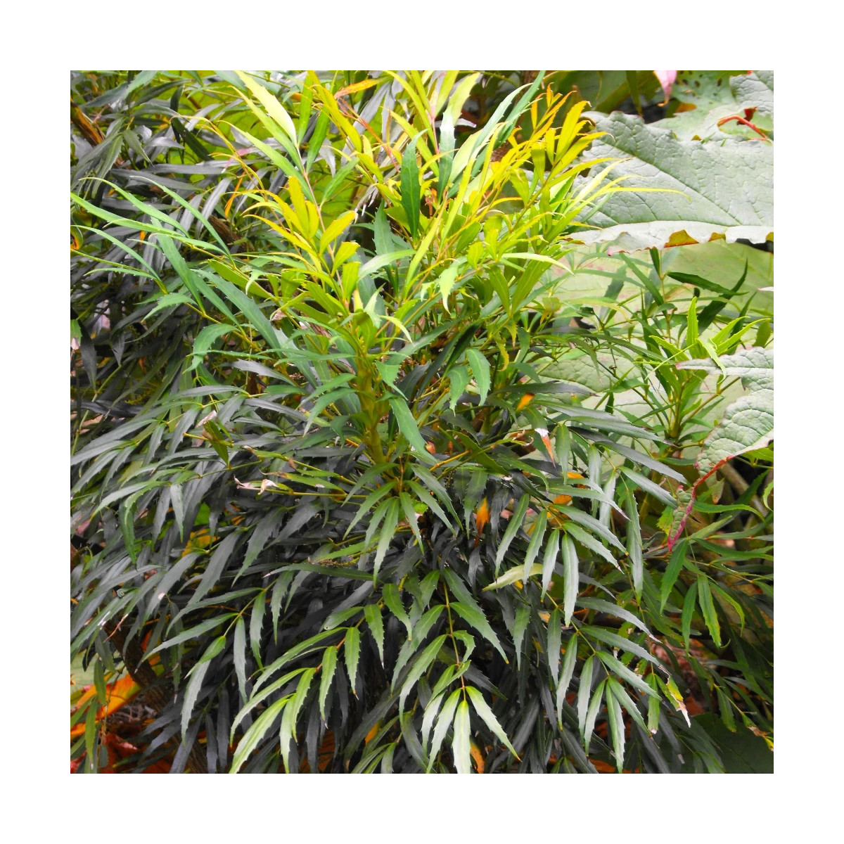 Mahonia à feuilles de houx Sweet Winter