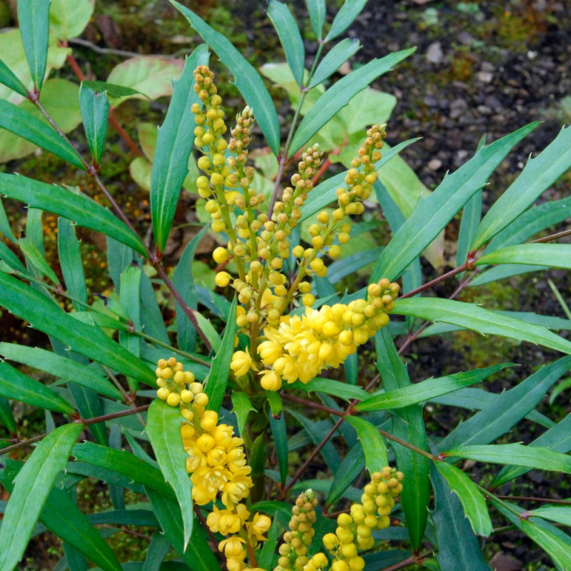 Mahonia à feuilles de houx Sweet Winter