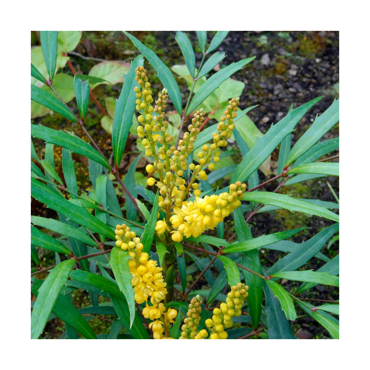 Mahonia à feuilles de houx Sweet Winter
