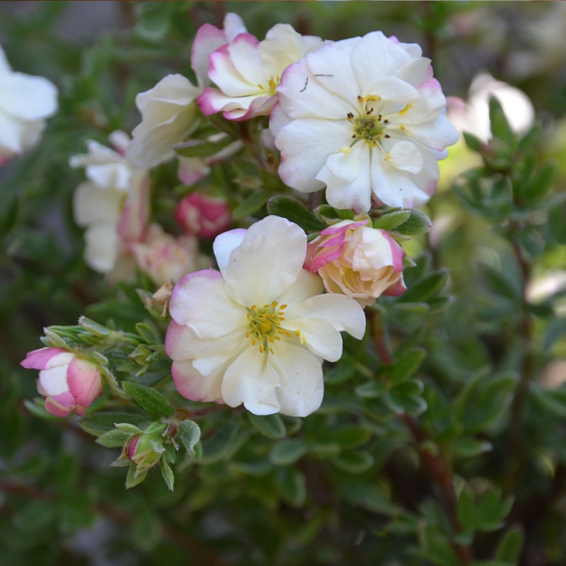 Potentille arbustive Double Punch® Cream 'MINCRERO01', Potentilla