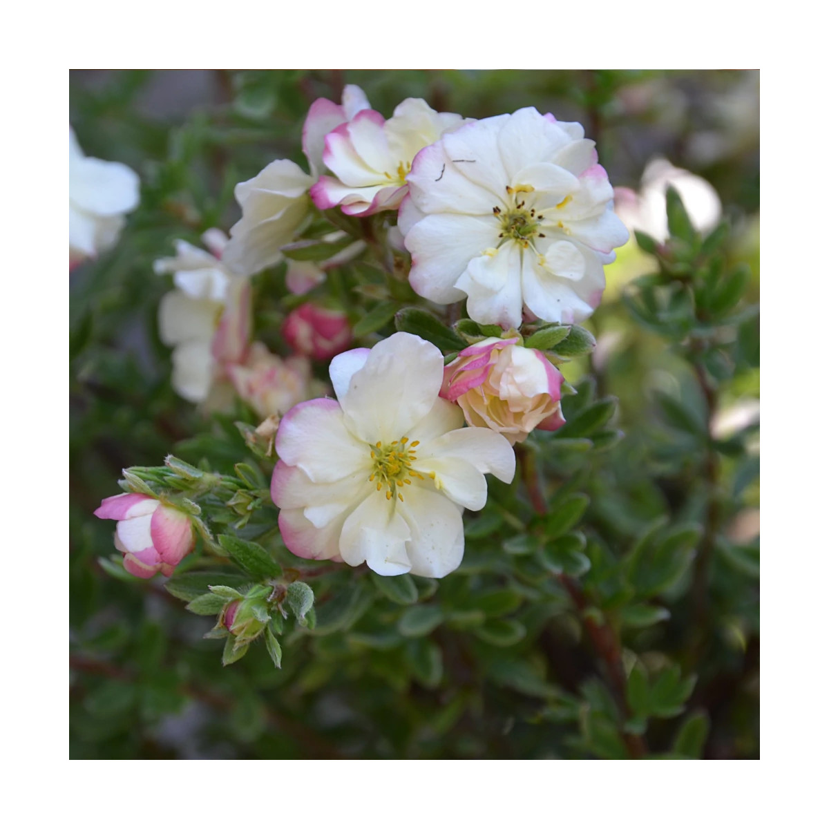 Potentille arbustive Double Punch® Cream 'MINCRERO01', Potentilla