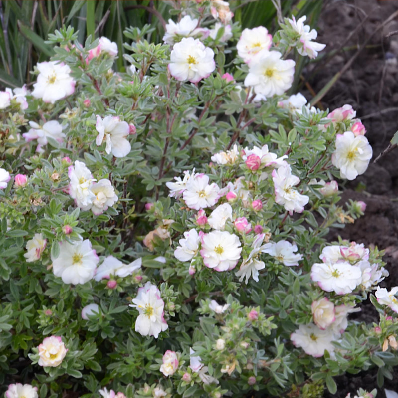Potentille arbustive Double Punch® Cream 'MINCRERO01', Potentilla