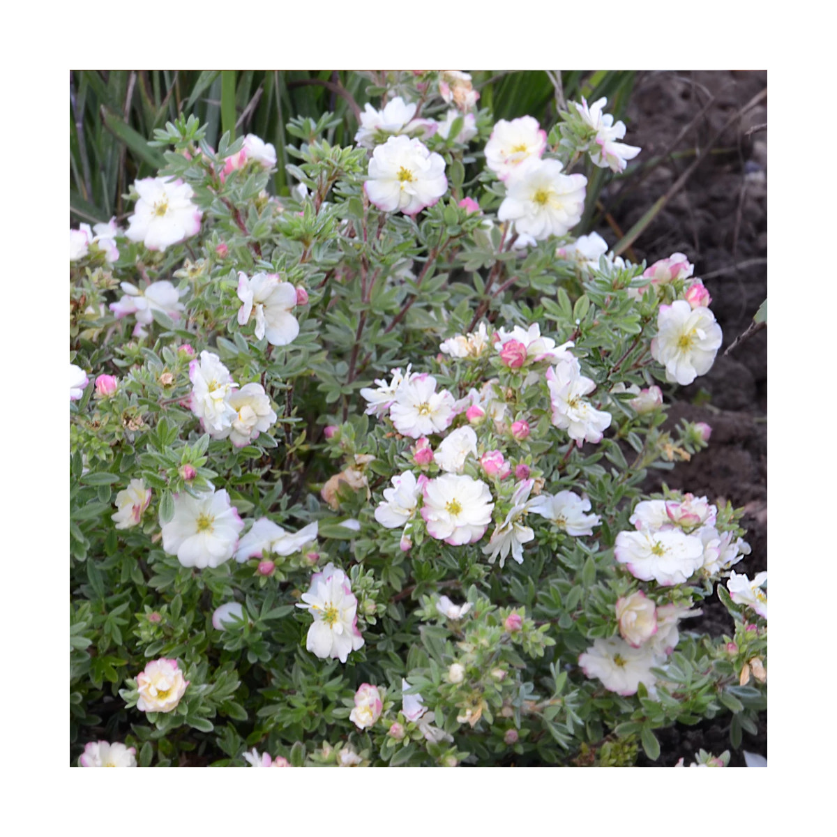 Potentille arbustive Double Punch® Cream 'MINCRERO01', Potentilla