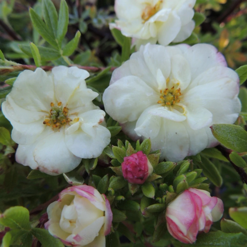 Potentille arbustive Double Punch® Cream 'MINCRERO01', Potentilla