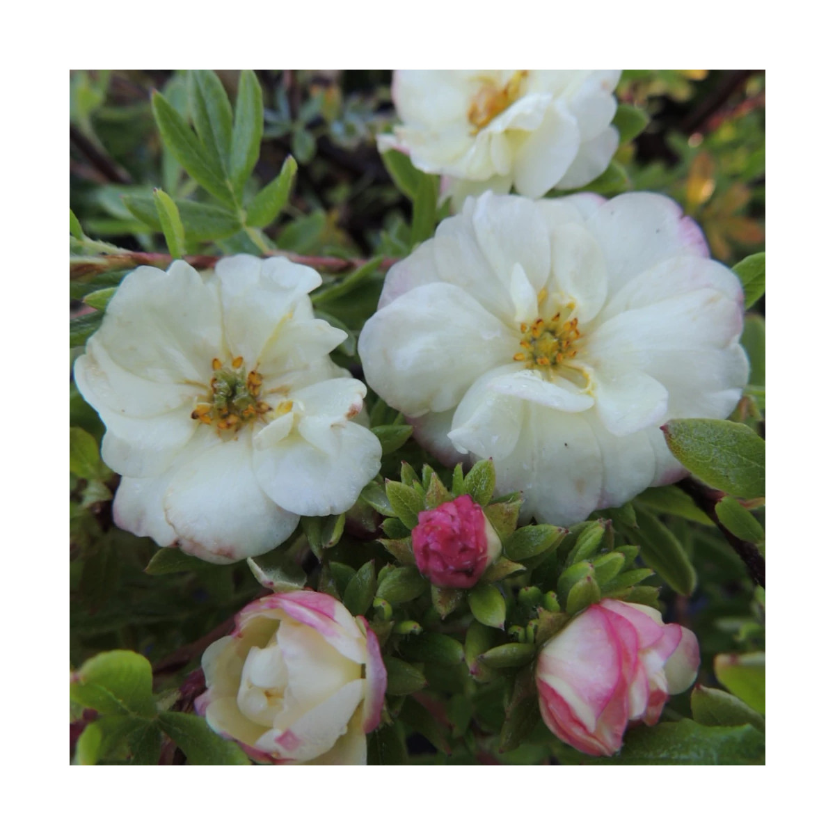 Potentille arbustive Double Punch® Cream 'MINCRERO01', Potentilla