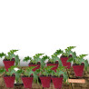 Acanthe molle, Acanthus