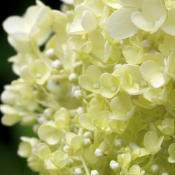 Hortensia paniculata Little Lime® 'Jane'