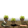Campanule des murets Schneeranke, Campanule des murs