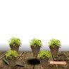 Campanule des murets Schneeranke, Campanule des murs