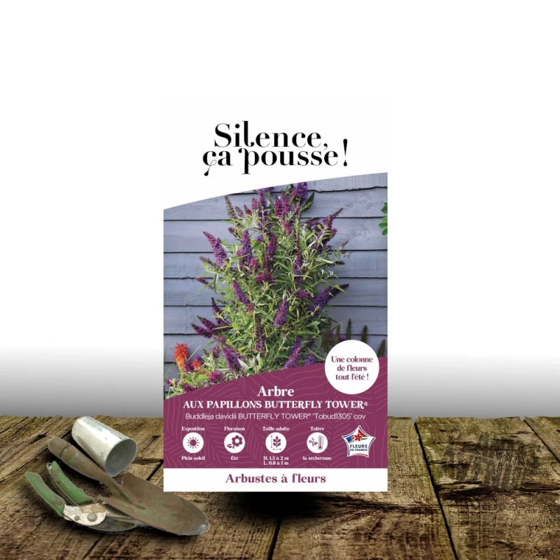 Arbre aux papillons Butterfly Tower® 'Tobud1305' - SILENCE, ça pousse !, Buddleia