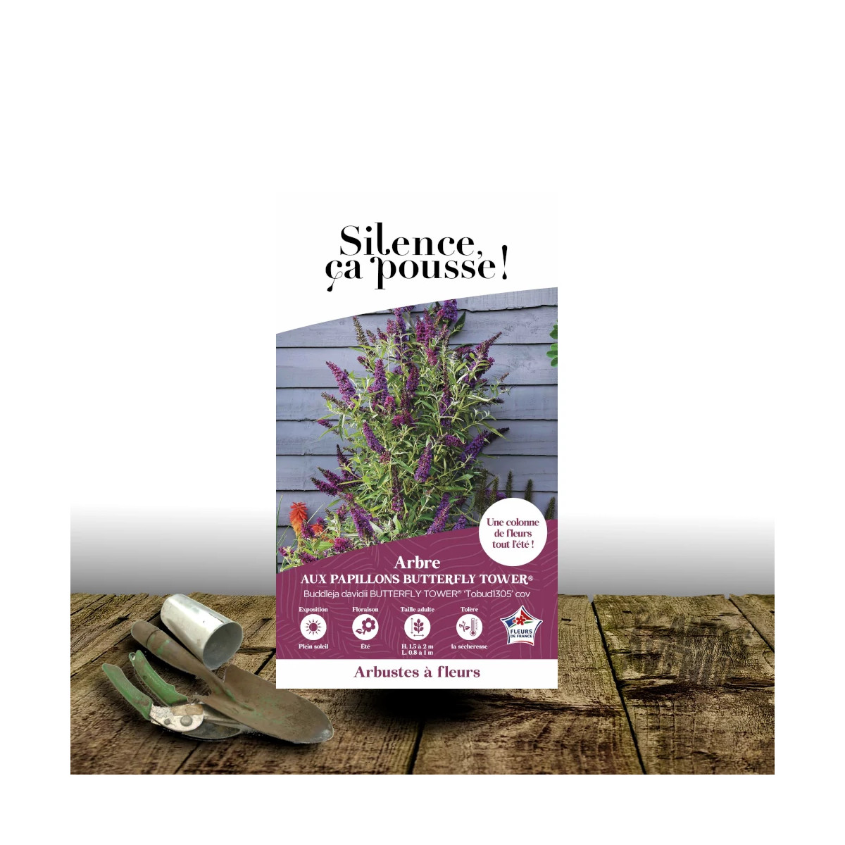 Arbre aux papillons Butterfly Tower® 'Tobud1305' - SILENCE, ça pousse !, Buddleia