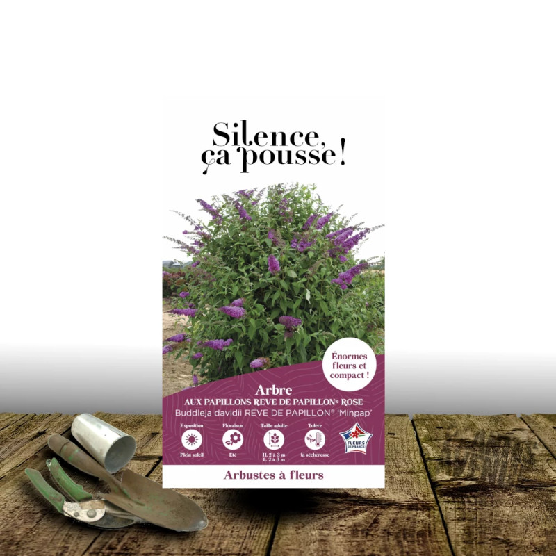 Arbre aux papillons Rêve De Papillon® Pink - SILENCE, ça pousse !, Buddleia