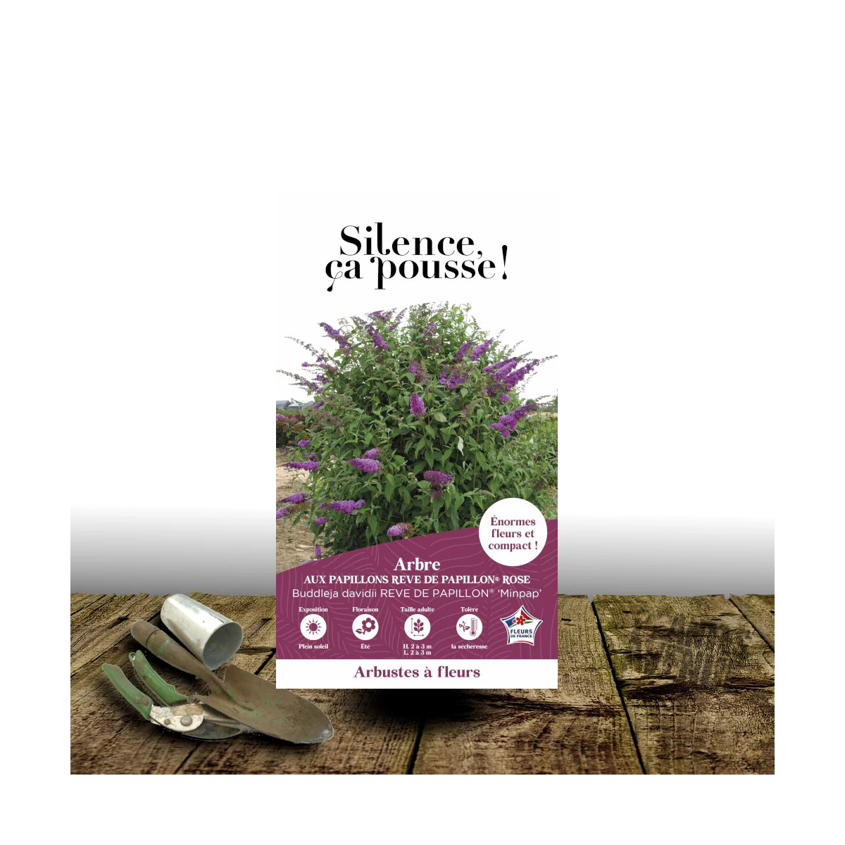 Arbre aux papillons Rêve De Papillon® Pink - SILENCE, ça pousse !, Buddleia