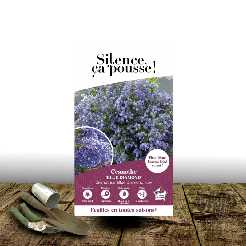 Céanothe, Lilas de Californie Blue Diamond® - SILENCE, ça pousse !