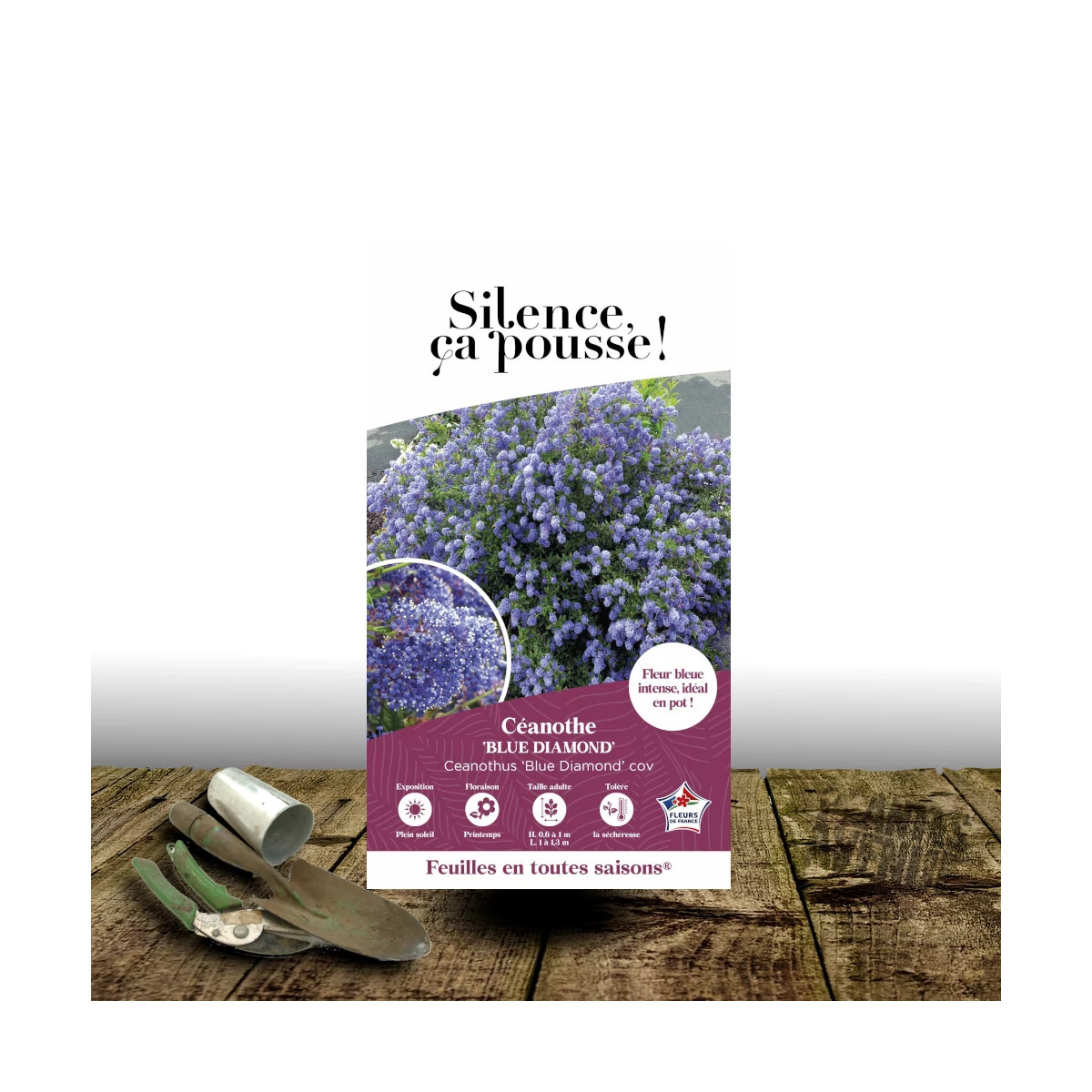 Céanothe, Lilas de Californie Blue Diamond® - SILENCE, ça pousse !