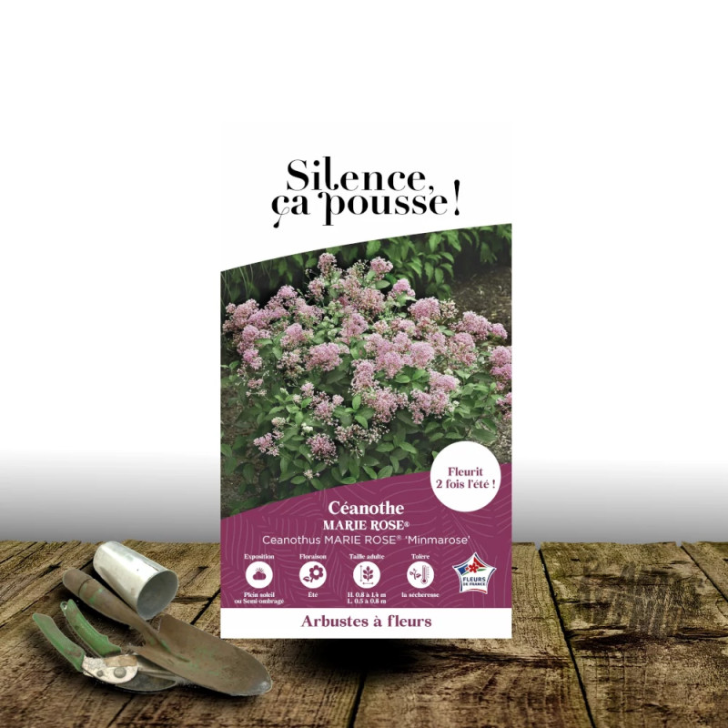 Céanothe, Lilas de Californie Marie Rose® - SILENCE, ça pousse !