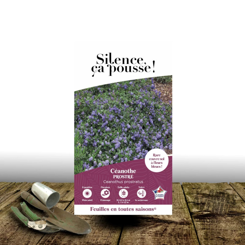 Céanothe, Lilas de Californie Prostré - SILENCE, ça pousse !