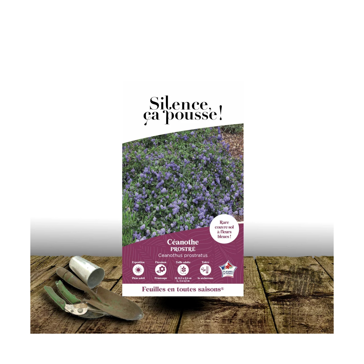 Céanothe, Lilas de Californie Prostré - SILENCE, ça pousse !