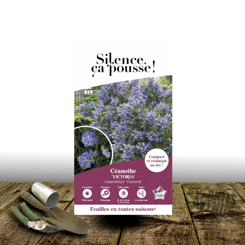 Céanothe, Lilas de Californie Victoria - SILENCE, ça pousse !