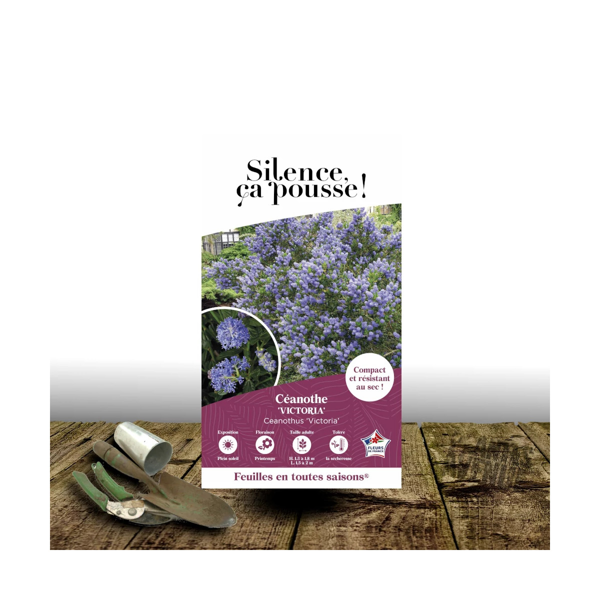 Céanothe, Lilas de Californie Victoria - SILENCE, ça pousse !