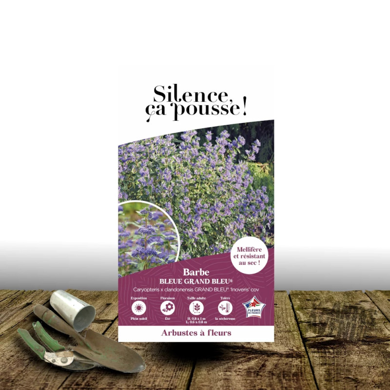Caryopteris Grand Bleu® - SILENCE, ça pousse !, Spirée bleue, Barbe bleue