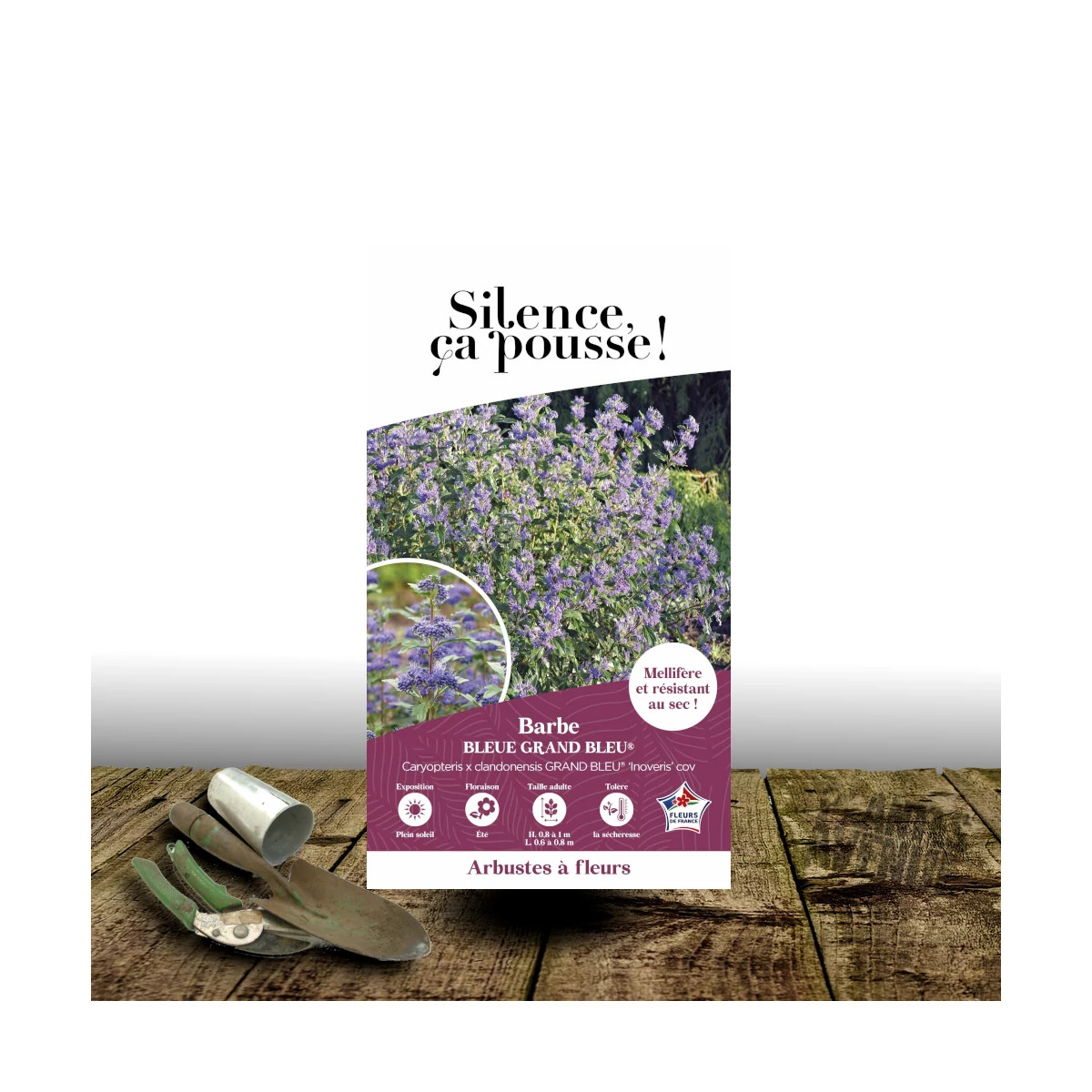 Caryopteris Grand Bleu® - SILENCE, ça pousse !, Spirée bleue, Barbe bleue