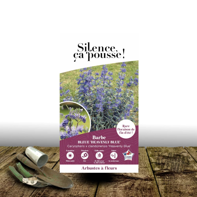 Caryopteris Heavenly Blue - SILENCE, ça pousse !, Spirée bleue, Barbe bleue