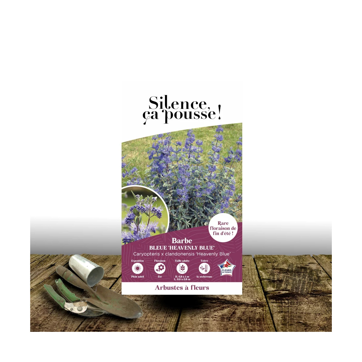 Caryopteris Heavenly Blue - SILENCE, ça pousse !, Spirée bleue, Barbe bleue Caryopteris Heavenly Blue - SILENCE, ça pousse !, Spirée bleue, Barbe bleue