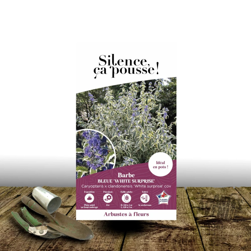 Caryopteris White Surprise - SILENCE, ça pousse !, Spirée bleue, Barbe bleue