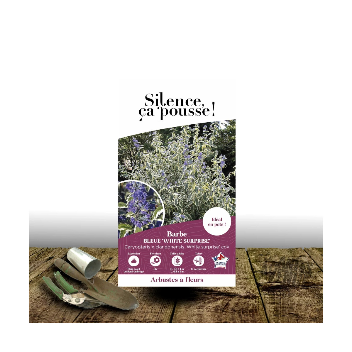 Caryopteris White Surprise - SILENCE, ça pousse !, Spirée bleue, Barbe bleue