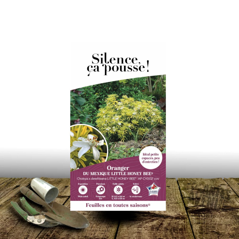 Oranger du Mexique nain Little Honey Bee® - SILENCE, ça pousse !, Choisya