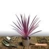 Cordyline australe Pink Passion® \'Seipin\'