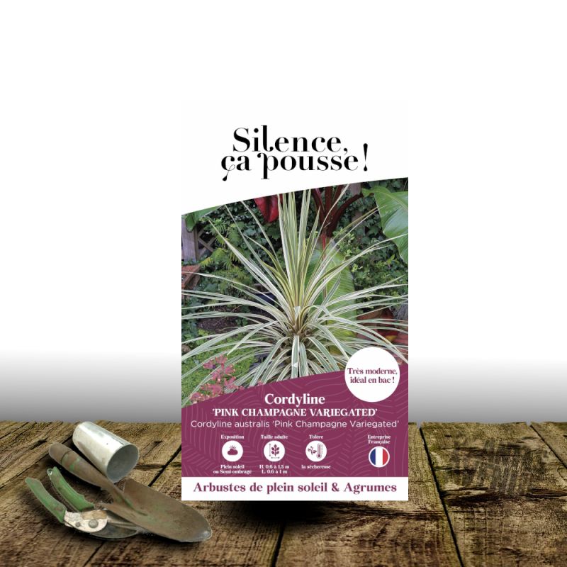 Cordyline australe Pink Champagne Variegated - SILENCE, ça pousse !