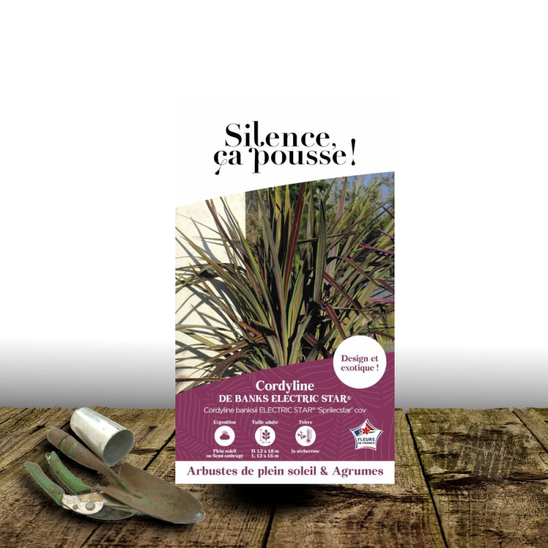 Cordyline de Banks Electric Star® - SILENCE, ça pousse !